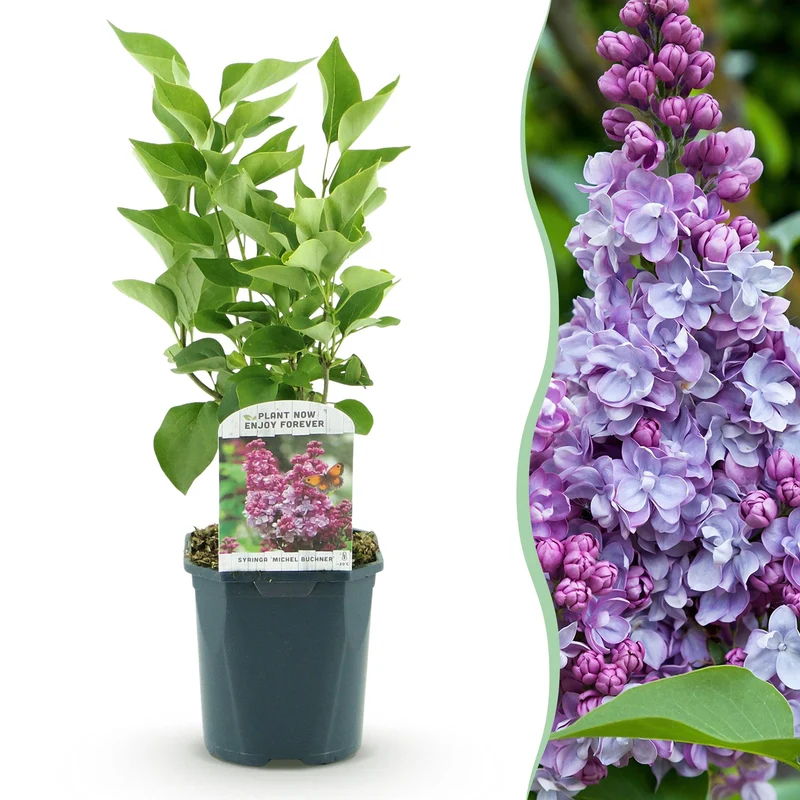 Gewone sering Michel Buchner, heester met roze bloemen