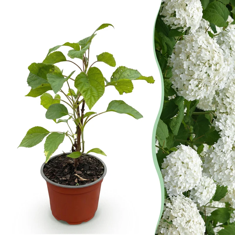 Hortensia Annabelle, heester met grote witte bloembollen