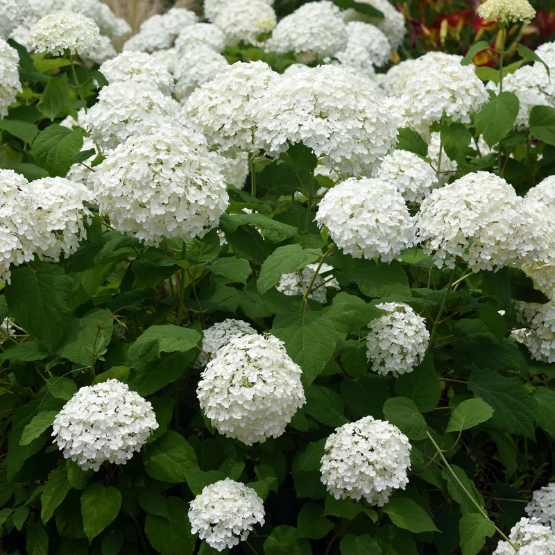 3x Hydrangea arborescens Annabelle