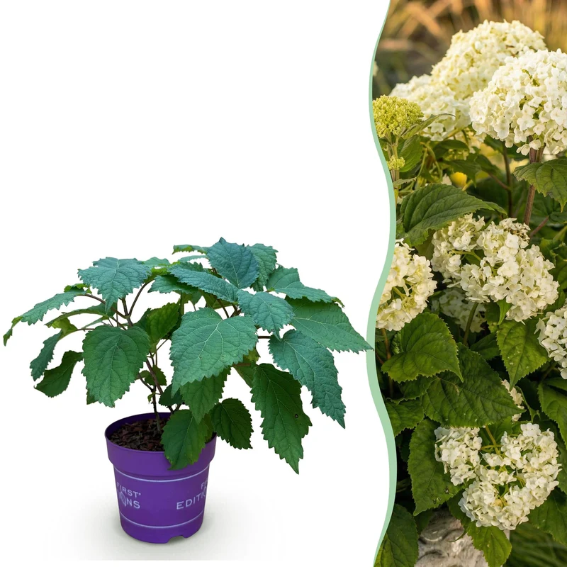 Hortensia FlowerWOW