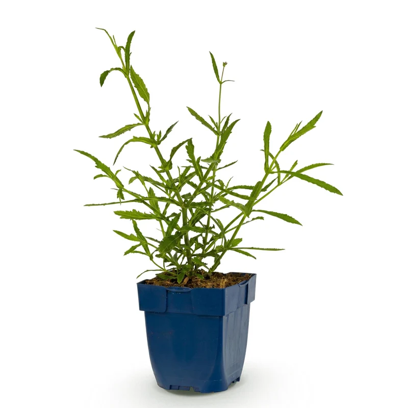 Ijzerhard bonariensis Lollipop, met paarse bloemen