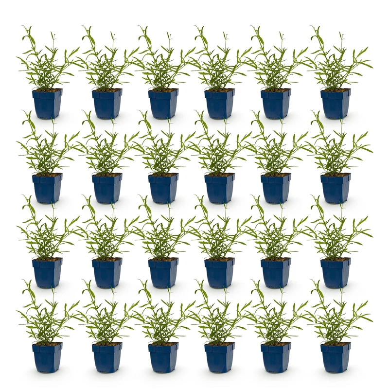 Ijzerhard bonariensis Lollipop kopen, met paarse bloemen (24x)