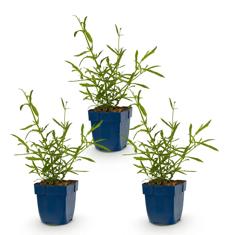 Ijzerhard bonariensis Lollipop, met paarse bloemen (3x)