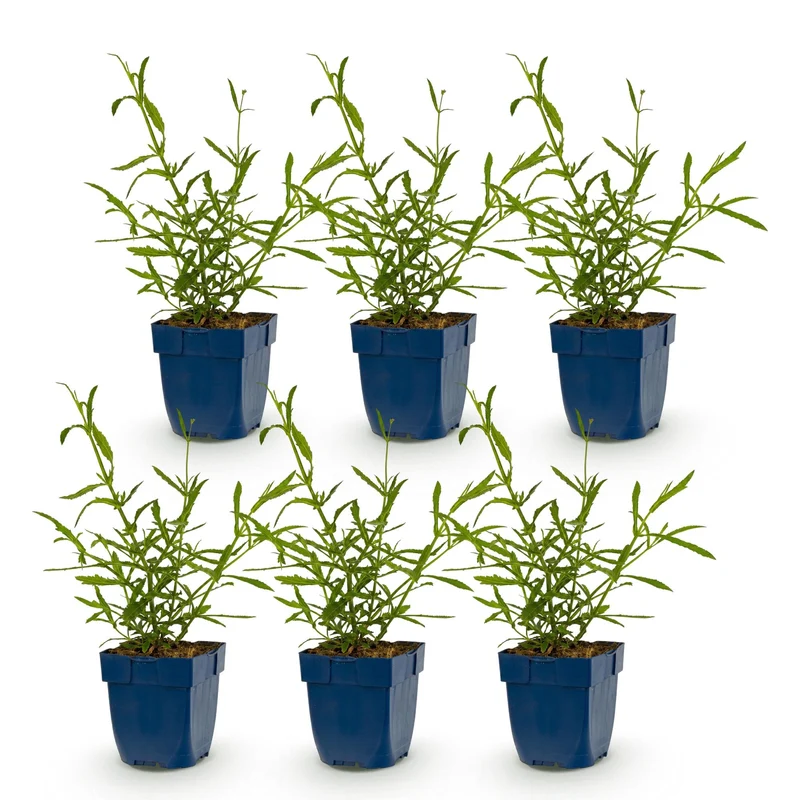 6x Ijzerhard bonariensis Lollipop