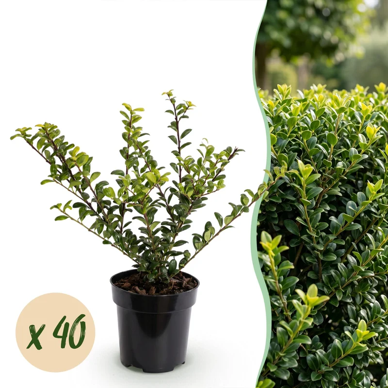40x Japanse hulst Golden Gem