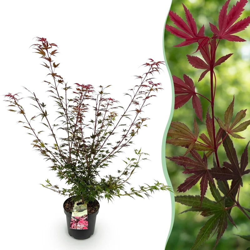 Japanse esdoorn Shaina, compacte boom met dieprood blad