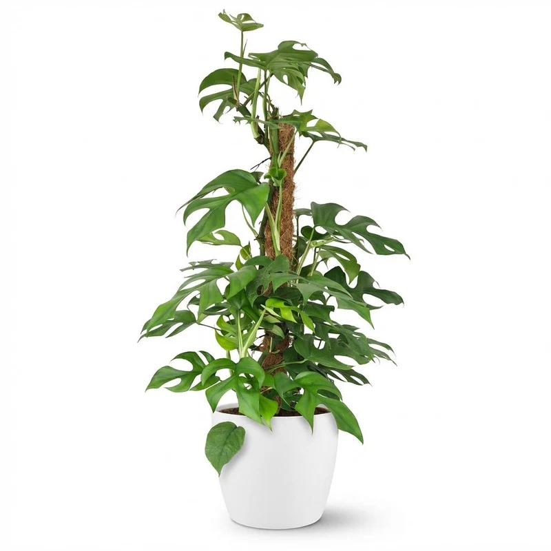 Mini Gatenplant - Monstera Minima Mosstok met witte pot