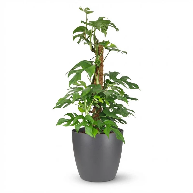 Mini Gatenplant - Monstera Minima Mosstok met grijze pot