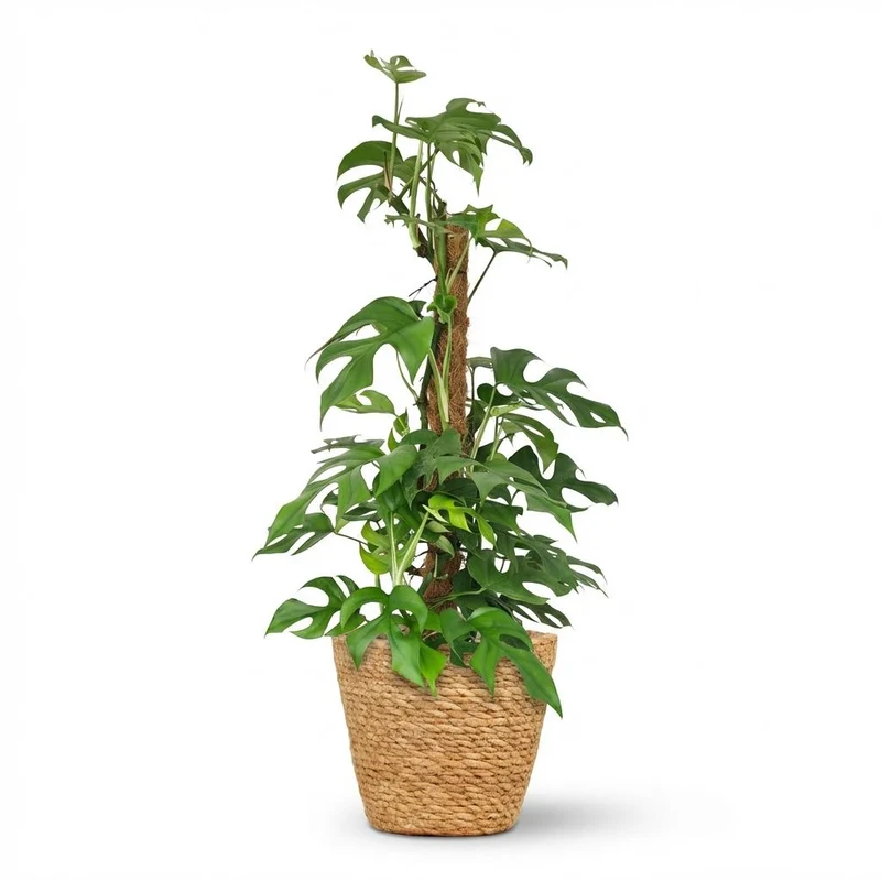 Mini Gatenplant - Monstera Minima Mosstok met Mand