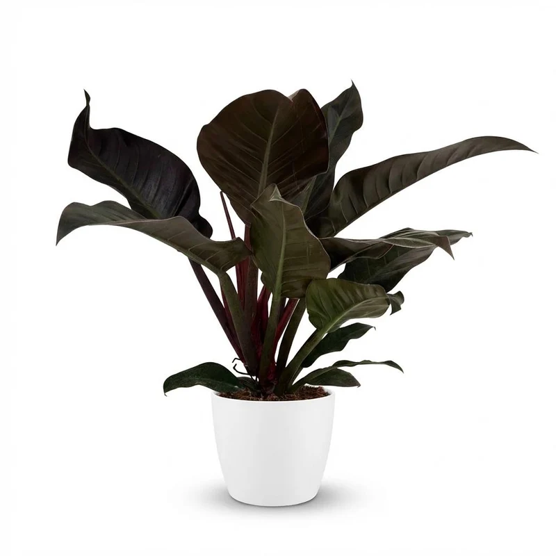 Philodendron Imperial Red - Rood met witte pot