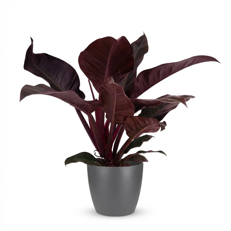 Philodendron Imperial Red met grijze pot