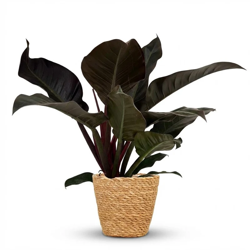 Philodendron Imperial Red - Rood met Mand
