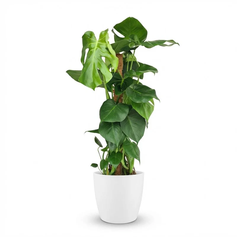 Monstera Deliciosa mosstok met witte pot