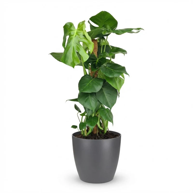 Gatenplant - Monstera Deliciosa mosstok met grijze pot