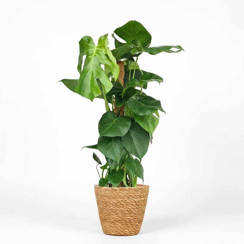 Monstera Deliciosa mosstok met Mand