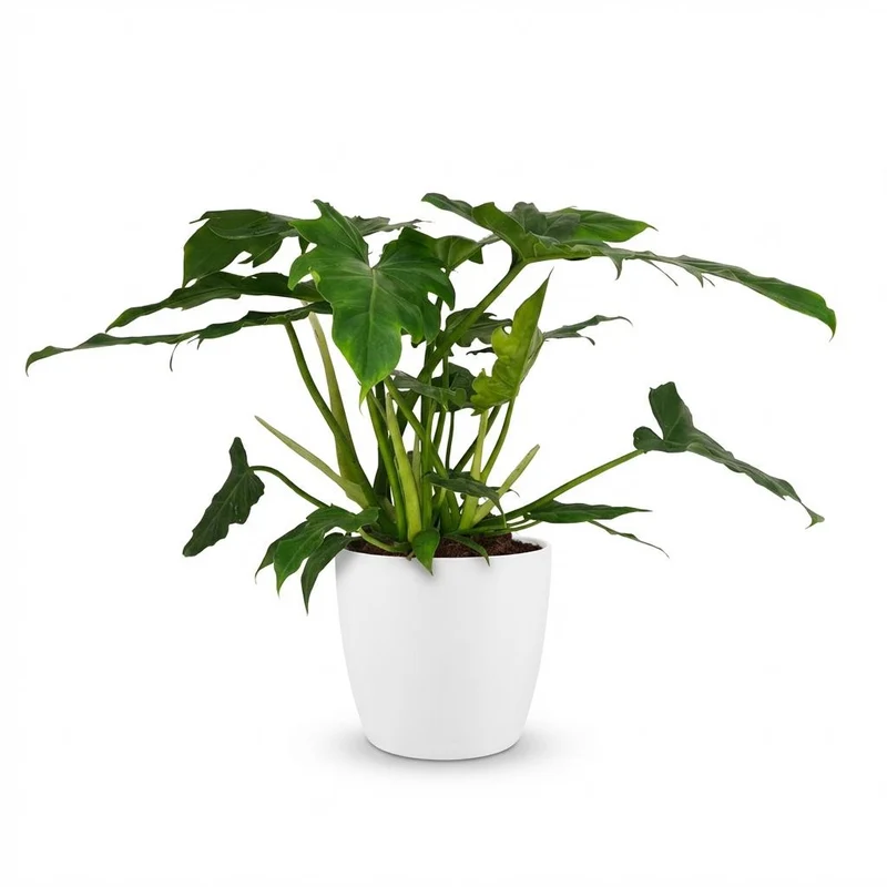 Philodendron Lacerum met witte pot