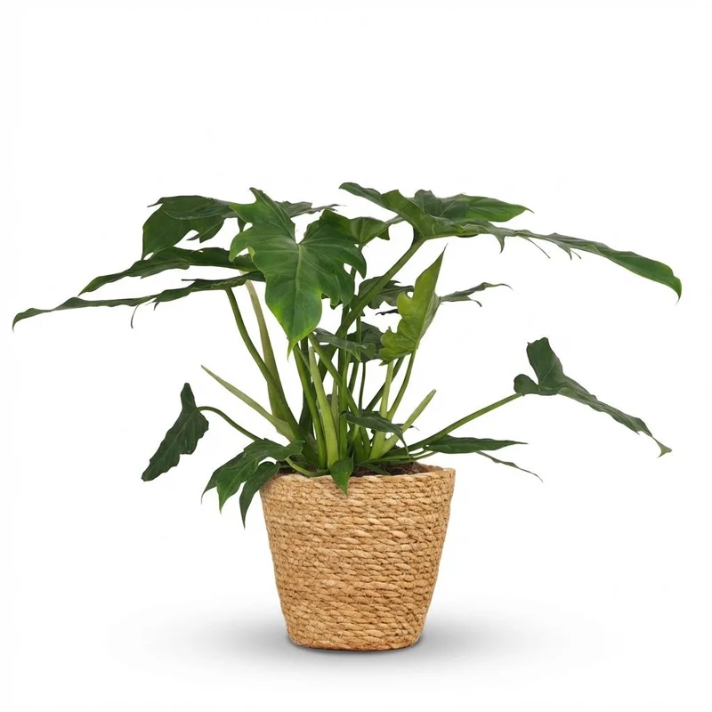 Philodendron Lacerum met Mand