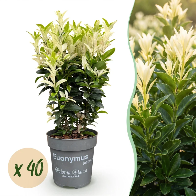 Kardinaalsmuts Paloma Blanca kopen, set van 40 planten