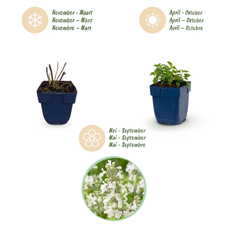 Kattenkruid faassenii Snowflake, 12x met witte bloemen