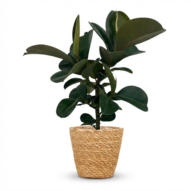 Rubberplant - Ficus Elastica Cloe met Mand