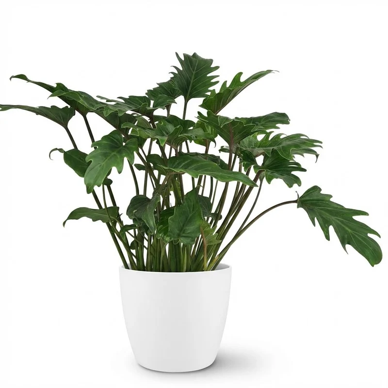 Philodendron Xanadu met witte pot