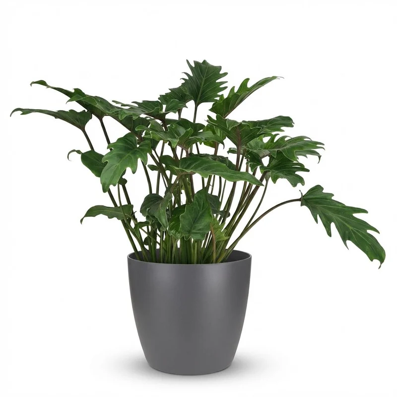 Philodendron Xanadu met grijze pot