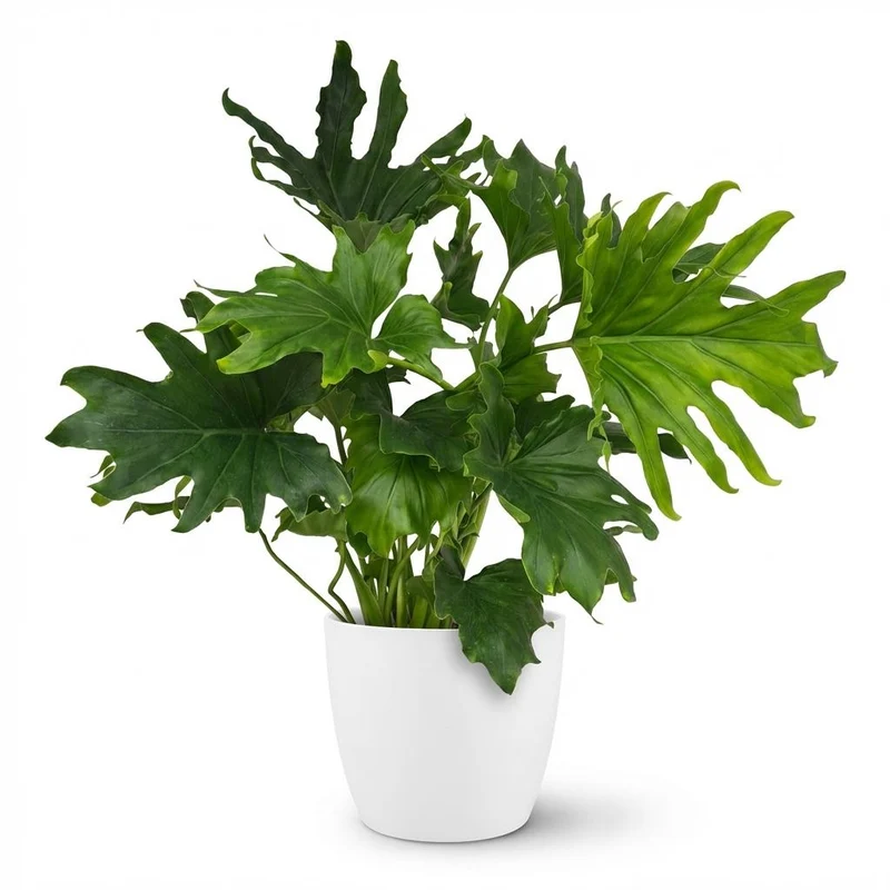 Philodendron Lickety split met witte pot