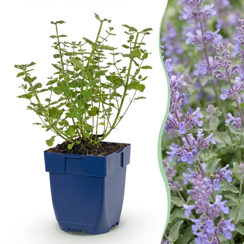 Kattenkruid faassenii Walker's Low, met blauwe bloemen (3x)