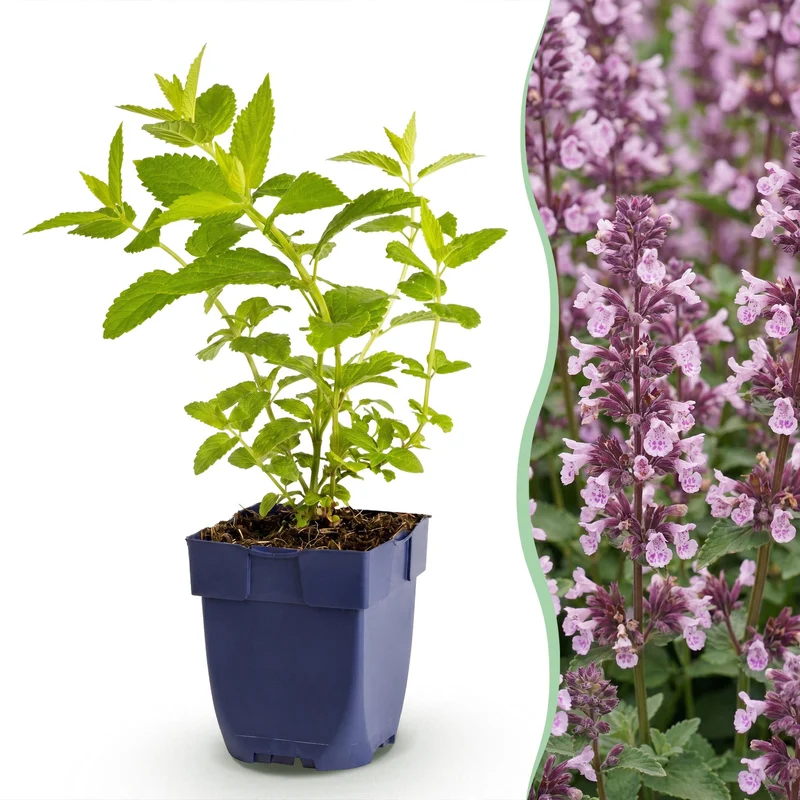 3x Nepeta sib. Wild Orchid - Kattenkruid