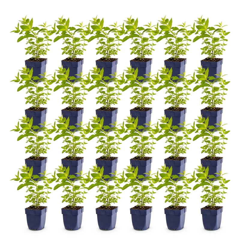 24x Nepeta sib. Wild Orchid - Kattenkruid