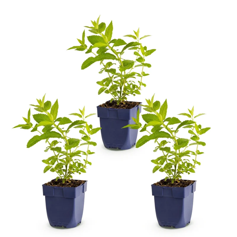 3x Nepeta sib. Wild Orchid - Kattenkruid