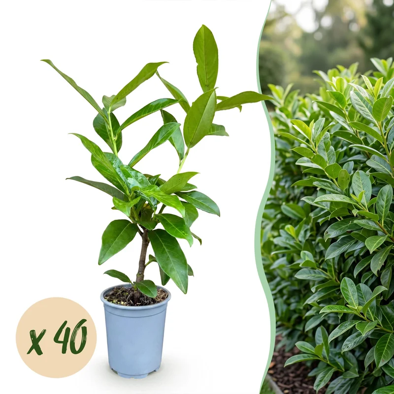Laurierkers Novita kopen, set van 40 planten