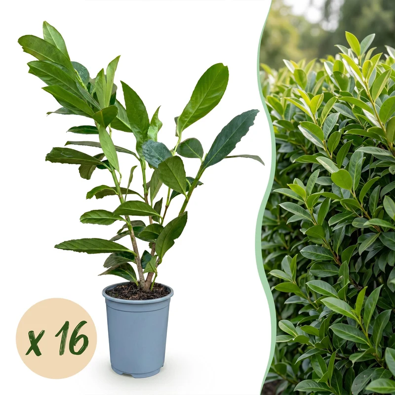 Laurierkers Caucasica kopen, set van 16 planten
