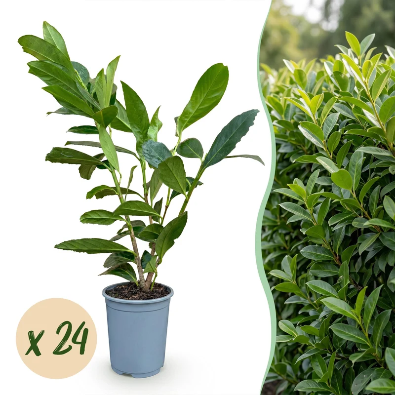 Laurierkers Caucasica kopen, set van 24 planten