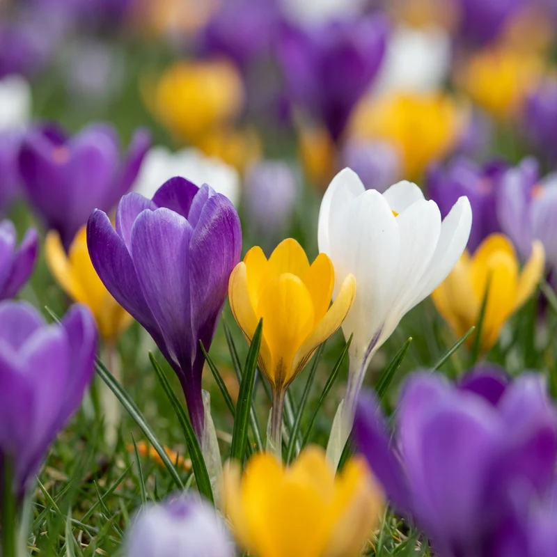 70x Crocus mix - Gemengde krokussen - Verwilderingsbol - Bolmaat 7/8