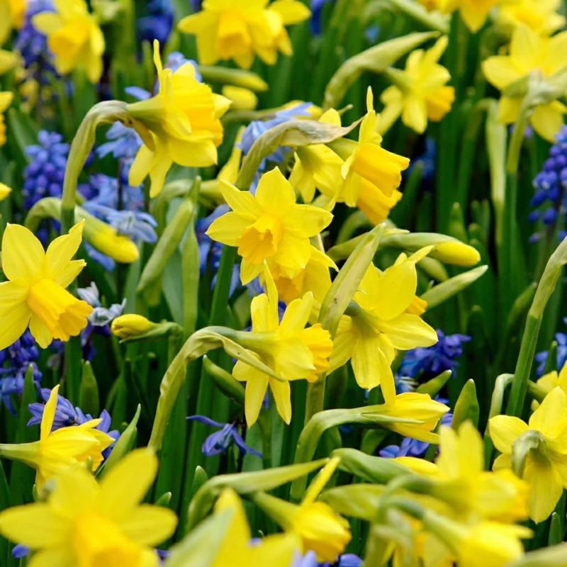 100x Narcissus Tête-à-Tête - Dwergnarcis - Geel - Voorjaarsbloeier - Bolmaat 10/12