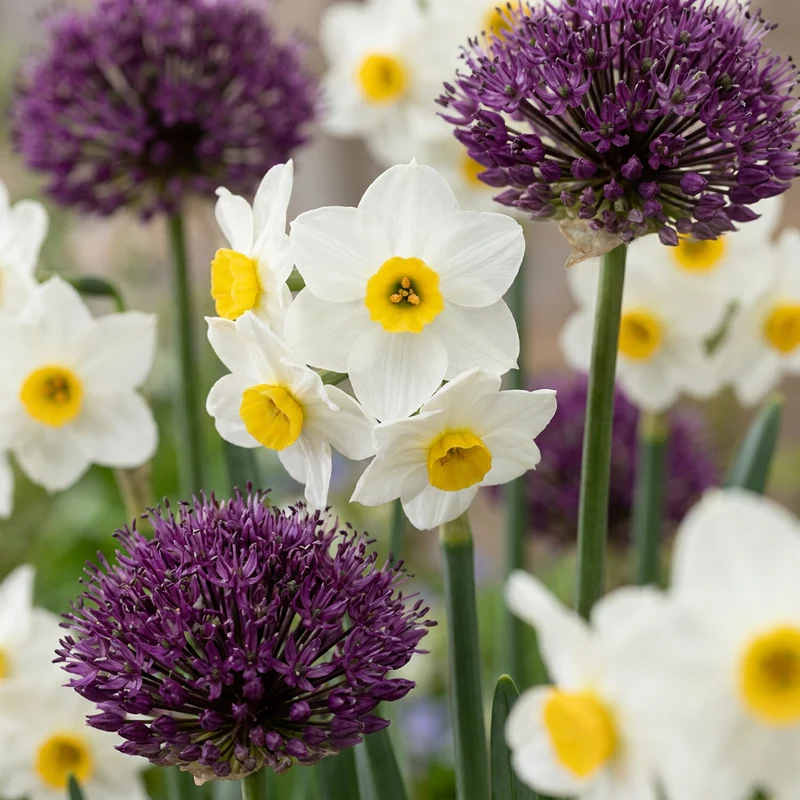 140x Bulb Dry Garden - Droge tuin bollenplanten - Zomerbloeier - Bolmaat 10/12
