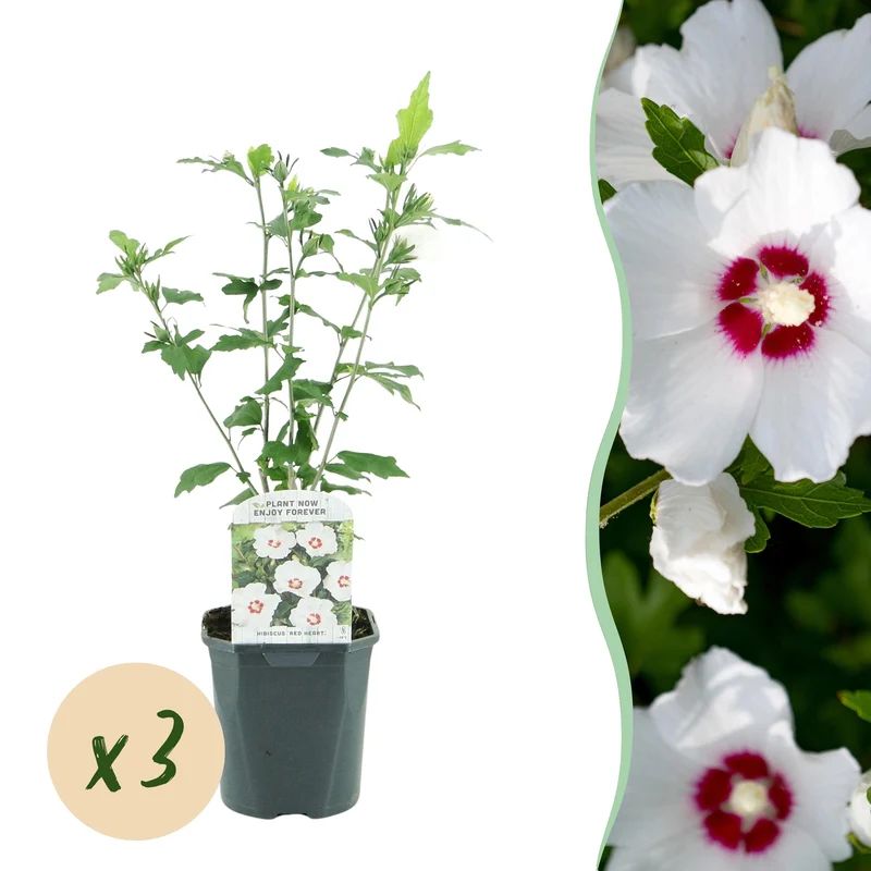 3x Tuinhibiscus Red Heart