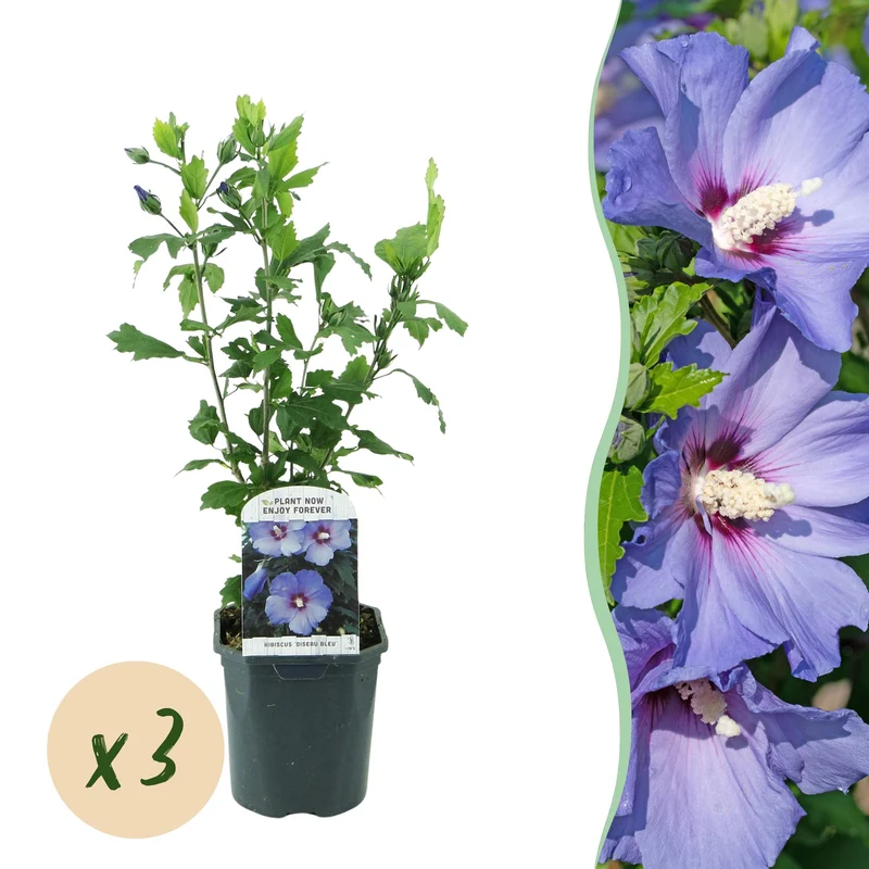 3x Tuinhibiscus Oiseau Blue