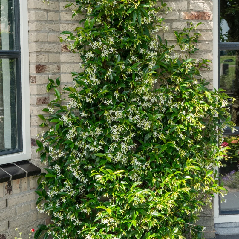 Trachelospermum Star of Venice, geurende klimplant