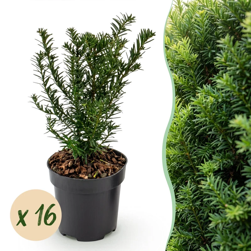 16x Venijnboom