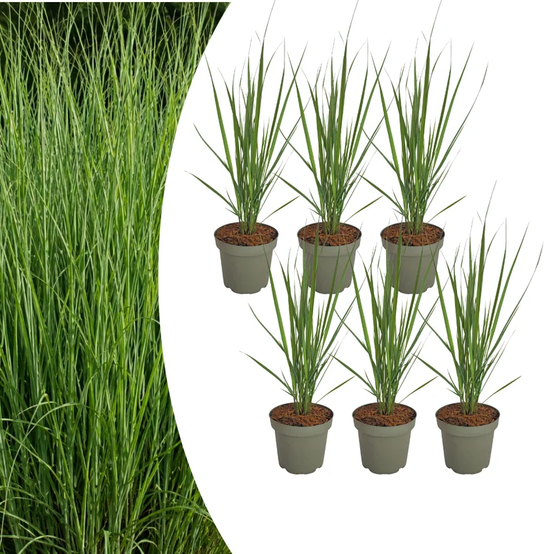 Vingergras Northwind, sterk opgaand siergras (6 stuks)