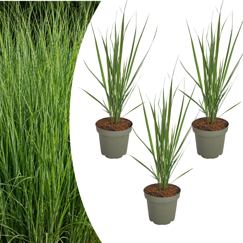 Vingergras Northwind, sterk opgaand siergras (3 stuks)