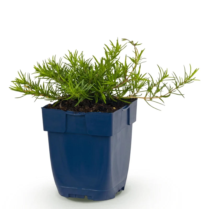 Vlambloem Benita