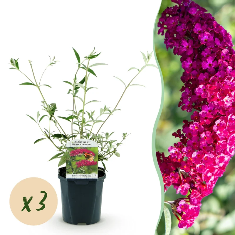 3x Vlinderstruik Royal Red