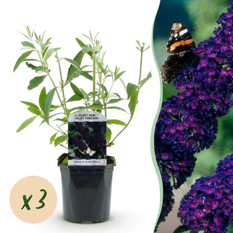 3x Vlinderstruik Black Night