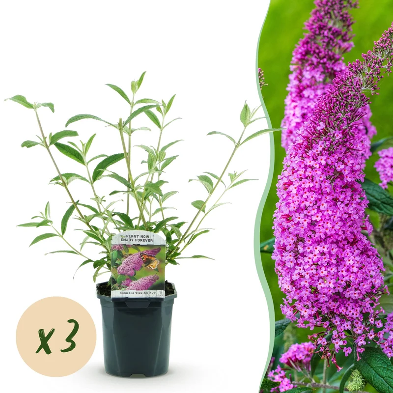 3x Vlinderstruik Pink Delight