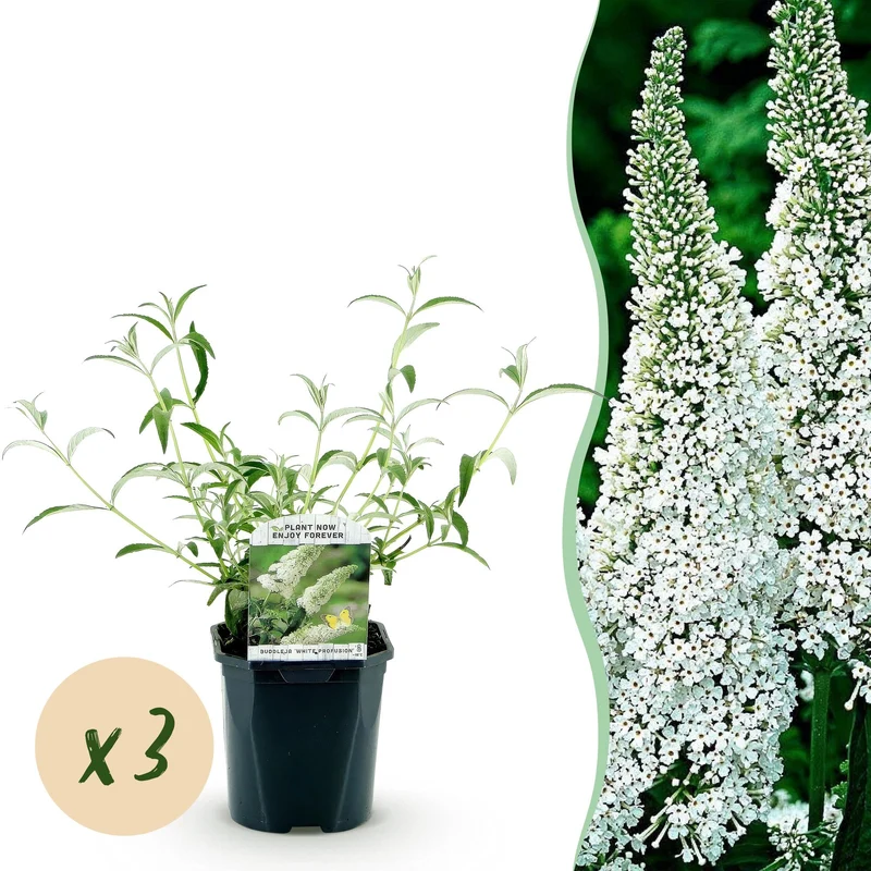 3x Vlinderstruik White Profusion