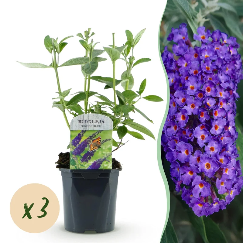 3x Vlinderstruik Empire Blue