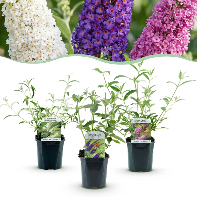 Vlinderstruik Tricolour, mix van blauwe, roze en witte bloemtrossen